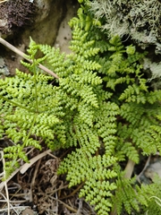 Hypolepis millefolium (Hypolepis millefolium)