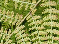 Hypolepis millefolium (Hypolepis millefolium)