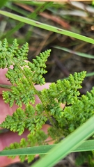 Hypolepis millefolium (Hypolepis millefolium)