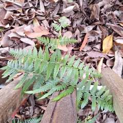 Hypolepis muelleri (Hypolepis muelleri)