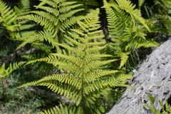 Hypolepis muelleri (Hypolepis muelleri)