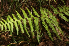 Hypolepis muelleri (Hypolepis muelleri)