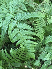 Hypolepis muelleri (Hypolepis muelleri)