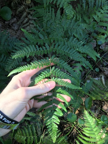 Hypolepis muelleri (Hypolepis muelleri)