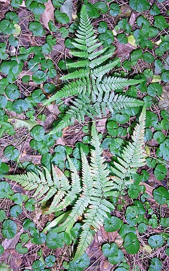 Hypolepis muelleri: Ground Fern Monterey NSW, Australia. Not far from Botany Bay, possibly Hypolepis muelleri