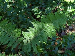 Hypolepis muelleri (Hypolepis muelleri)