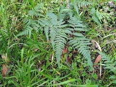 Hypolepis muelleri (Hypolepis muelleri)