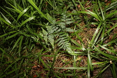 Hypolepis muelleri (Hypolepis muelleri)