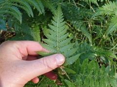 Hypolepis muelleri (Hypolepis muelleri)