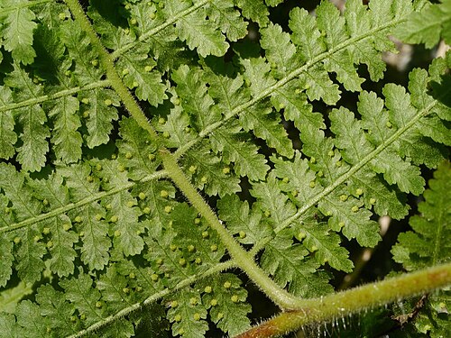 Hypolepis punctata: Hypolepis punctata:イワヒメワラビ 2015/10/12 和歌山県田辺市:Tanabe City. Wakayama Pref. Japan