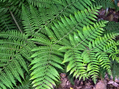 Hypolepis tenuifolia (Hypolepis tenuifolia)