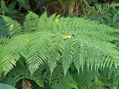 Hypolepis tenuifolia (Hypolepis tenuifolia)