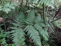 Hypolepis tenuifolia (Hypolepis tenuifolia)