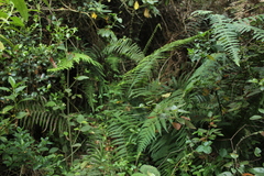 Hypolepis viscosa (Hypolepis viscosa)