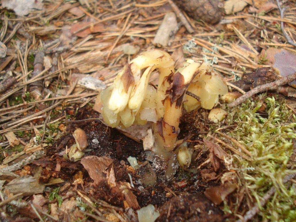 Yellow bird's-nest: Dutchman's Pipe, Yellow Bird's-nest, or Pinesap (Hypopitys monotropa). Found in Audriņi near Rezekne city, Latvia