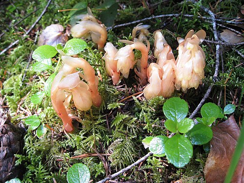 Yellow bird's-nest: Monotropa hypopitys Formerly Monotropaceae, now Ericaceae family Indian Pipe or Ghost Plant en.wikipedia.org/wiki/Monotropa_uniflora These are mycotrophic plant