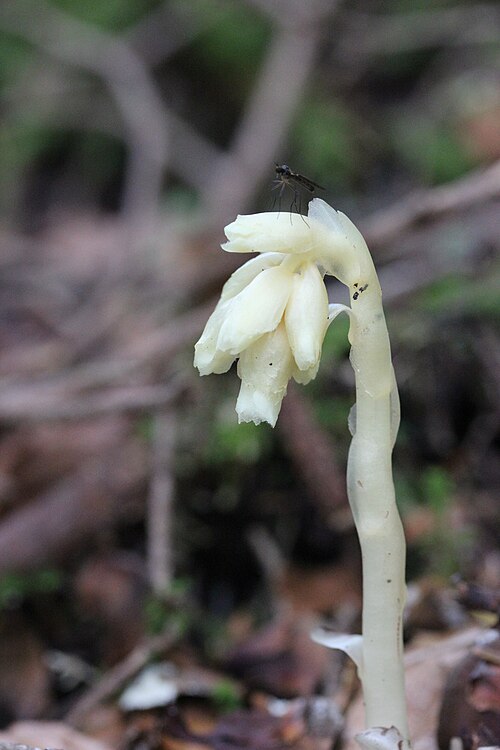 Yellow bird's-nest: Dutchman's Pipe - Monotropa hypopitys