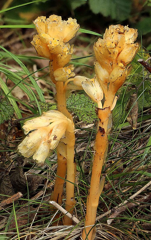 Yellow bird's-nest: Hypopitys monotropa (Yellow Bird's-nest), Dyffryn, North Wales