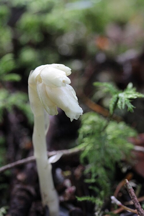 Yellow bird's-nest: Dutchman's Pipe - Monotropa hypopitys, near Praz Saudan