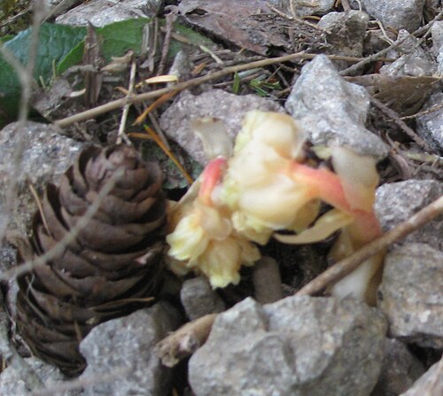 Yellow bird's-nest: very close to Rattlesnake Ledge These are mycotrophic plants that obtain their organic carbon from a host green plant by tapping into an intermediary mycorrhiza