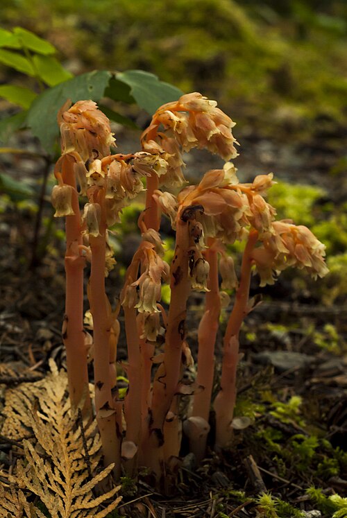 Yellow bird's-nest: a plant lacking chlorophyll