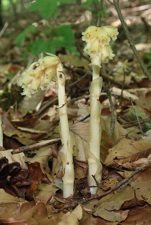 Yellow bird's-nest: Dutchman's Pipe, Yellow Bird's-Nest or Pinesap, Monotropa hypopitys , Family: Ericaceae, Location: Germany, Blaubeuren, Pappelau
