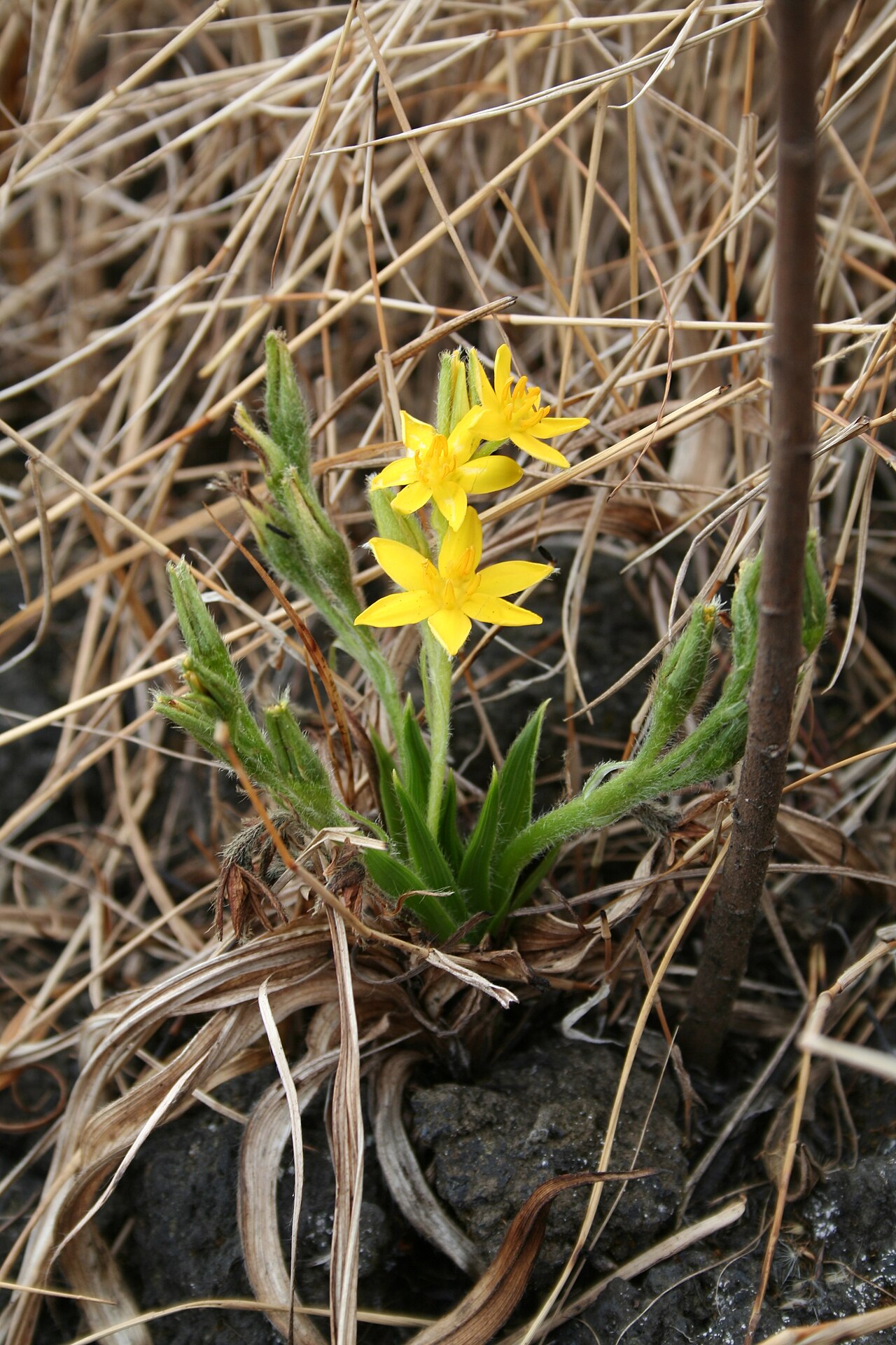 Hypoxis angustifolia: Hypoxis angustifolia , Mt. Cameroon, near Mann's Spring