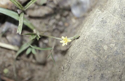 Hypoxis angustifolia: LILIACEAE, HYPOXIS angustifolia Lam., fleurs jaunes 6 pétale