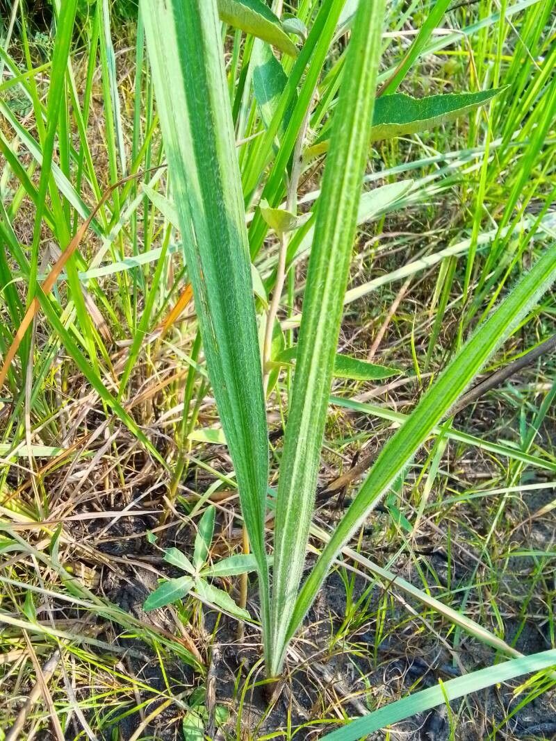 Hypoxis angustifolia (Hypoxis angustifolia)