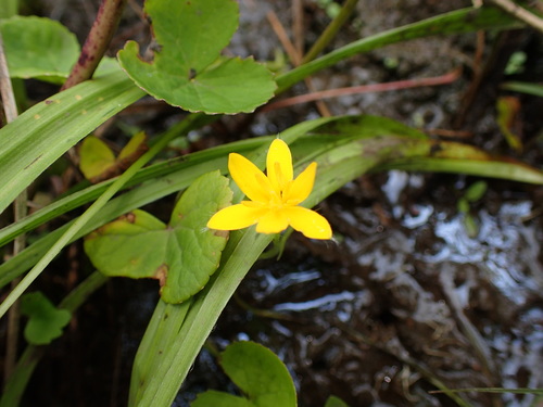 Hypoxis angustifolia (Hypoxis angustifolia)