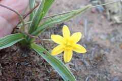 Hypoxis angustifolia (Hypoxis angustifolia)