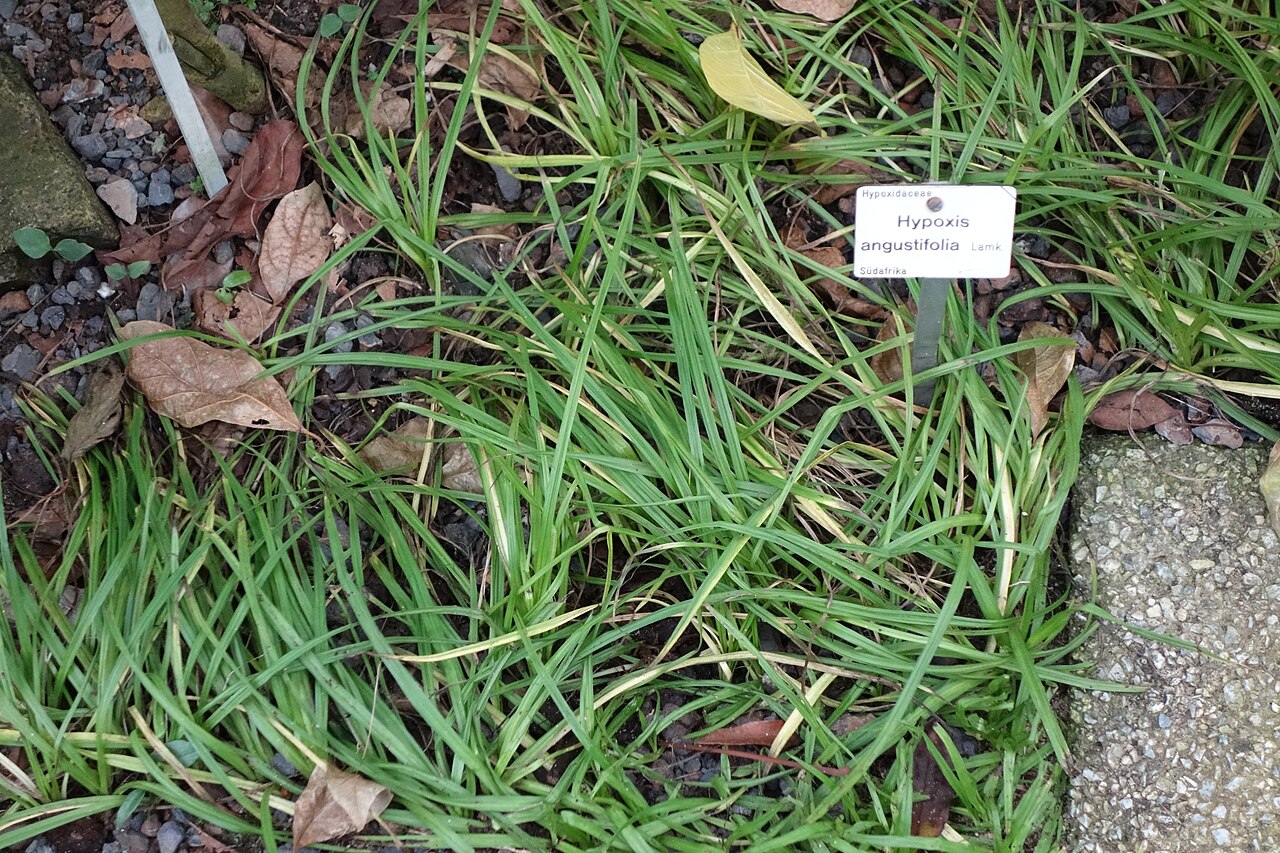 Hypoxis angustifolia: Botanical specimen in the Botanischer Garten, Dresden, Germany.