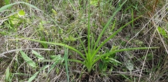 Hypoxis angustifolia (Hypoxis angustifolia)