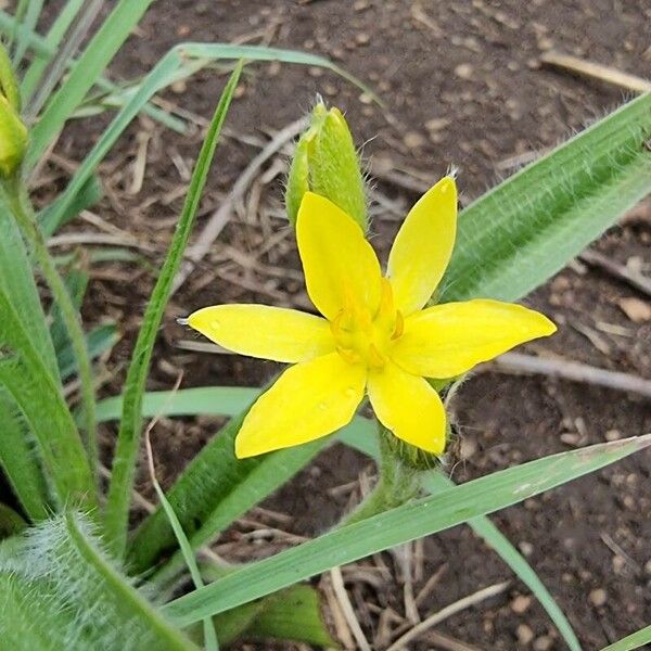 Hypoxis angustifolia (Hypoxis angustifolia)