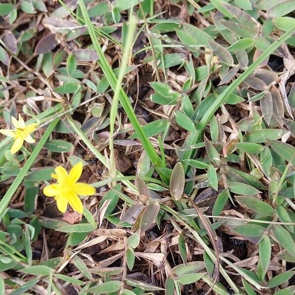 Hypoxis angustifolia (Hypoxis angustifolia)