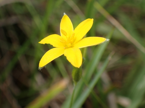 Hypoxis angustifolia (Hypoxis angustifolia)
