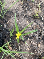 Hypoxis angustifolia (Hypoxis angustifolia)