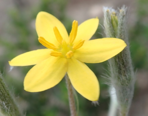 Hypoxis angustifolia (Hypoxis angustifolia)