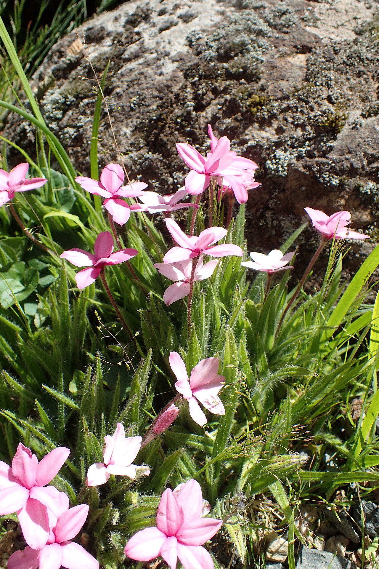 Red star: Rhodohypoxis baurii 'Susan Garnett-Botfield' in Dunedin Botanic Garden