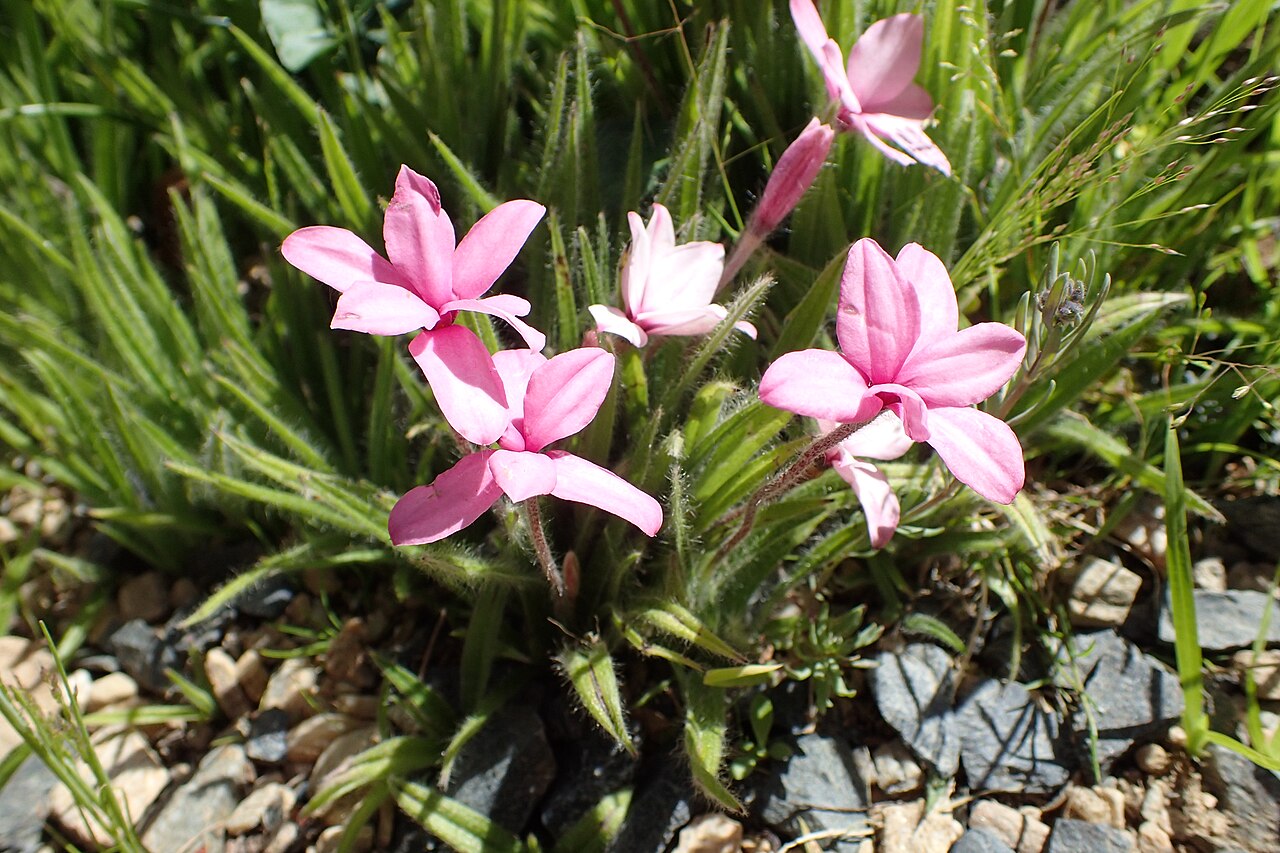 Red star: Rhodohypoxis baurii 'Susan Garnett-Botfield' in Dunedin Botanic Garden