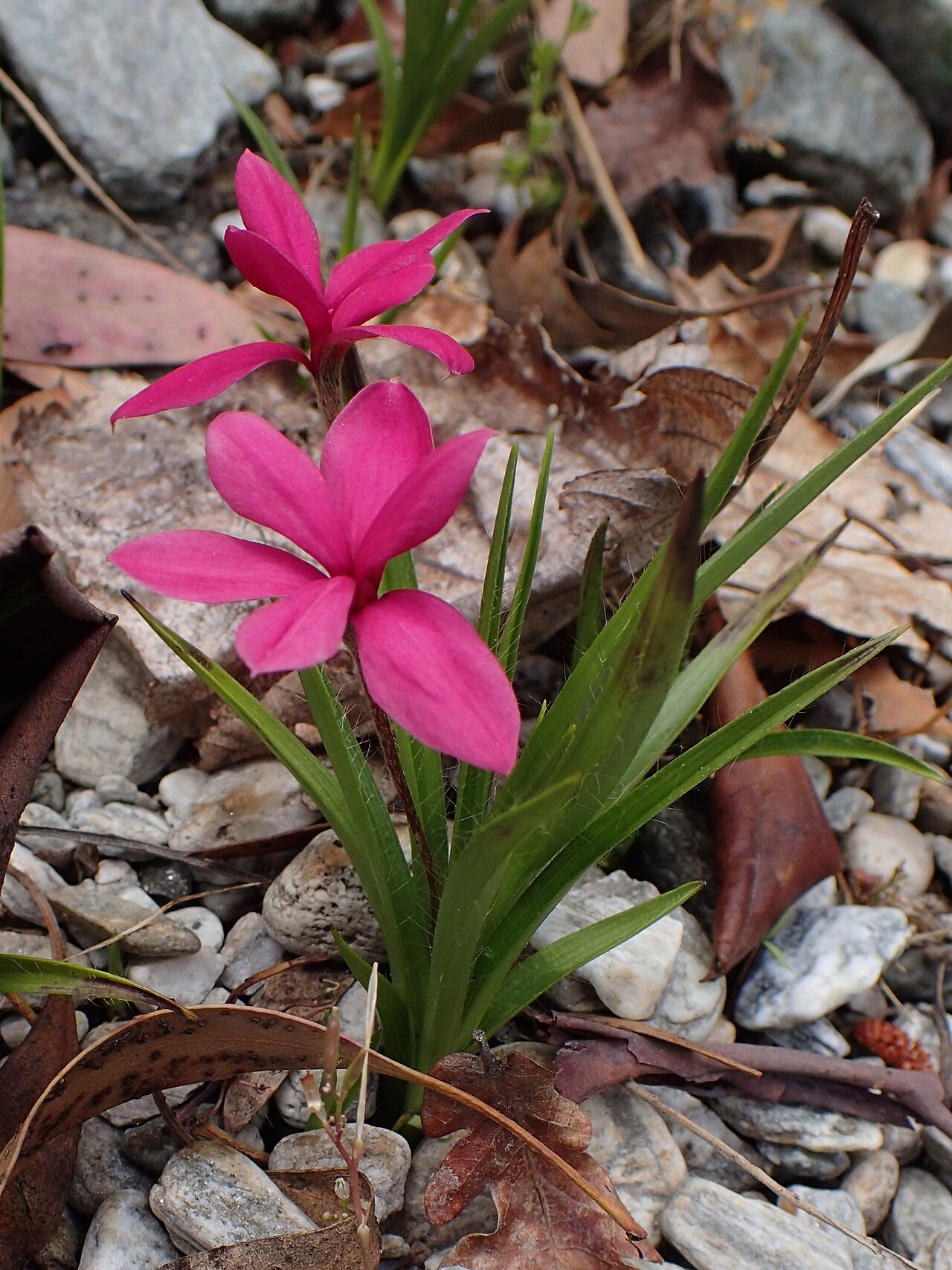 Red star: Hypoxis baurii in park in Queenstown, New Zealand