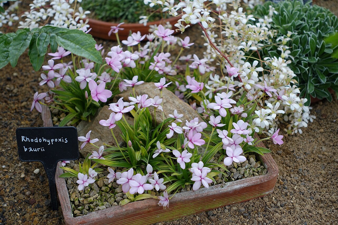 Red star: Horticultural specimen in RHS Garden Harlow Carr - North Yorkshire, England.