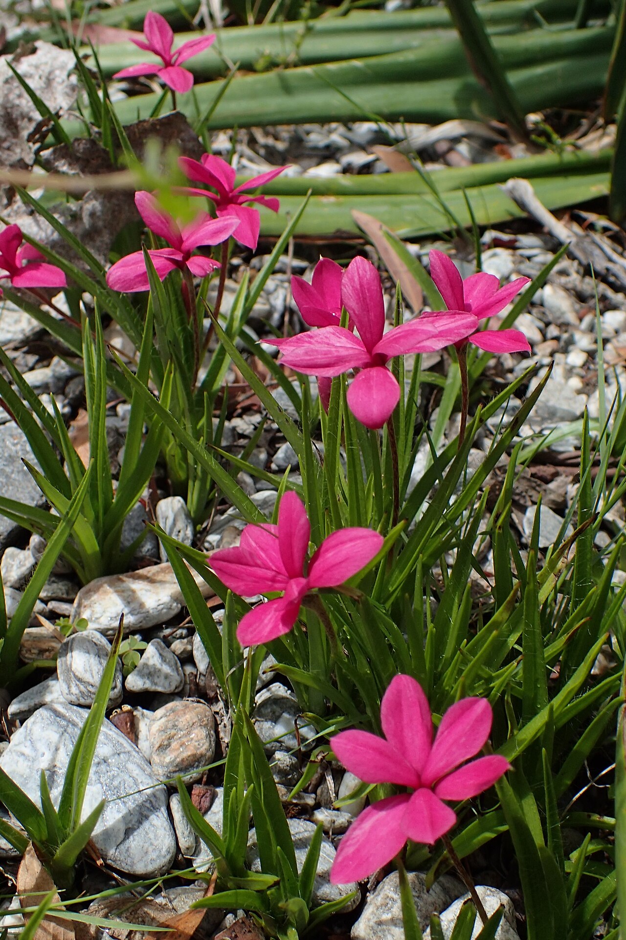 Red star: Hypoxis baurii in park in Queenstown, New Zealand