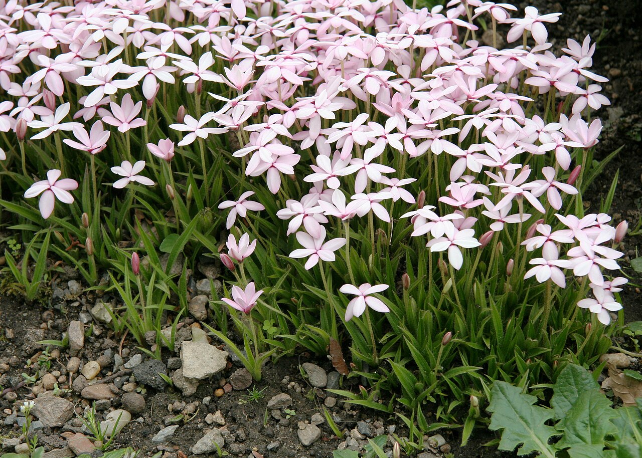 Red star: Rhodohypoxis baurii im Botanischen Garten Dresden
