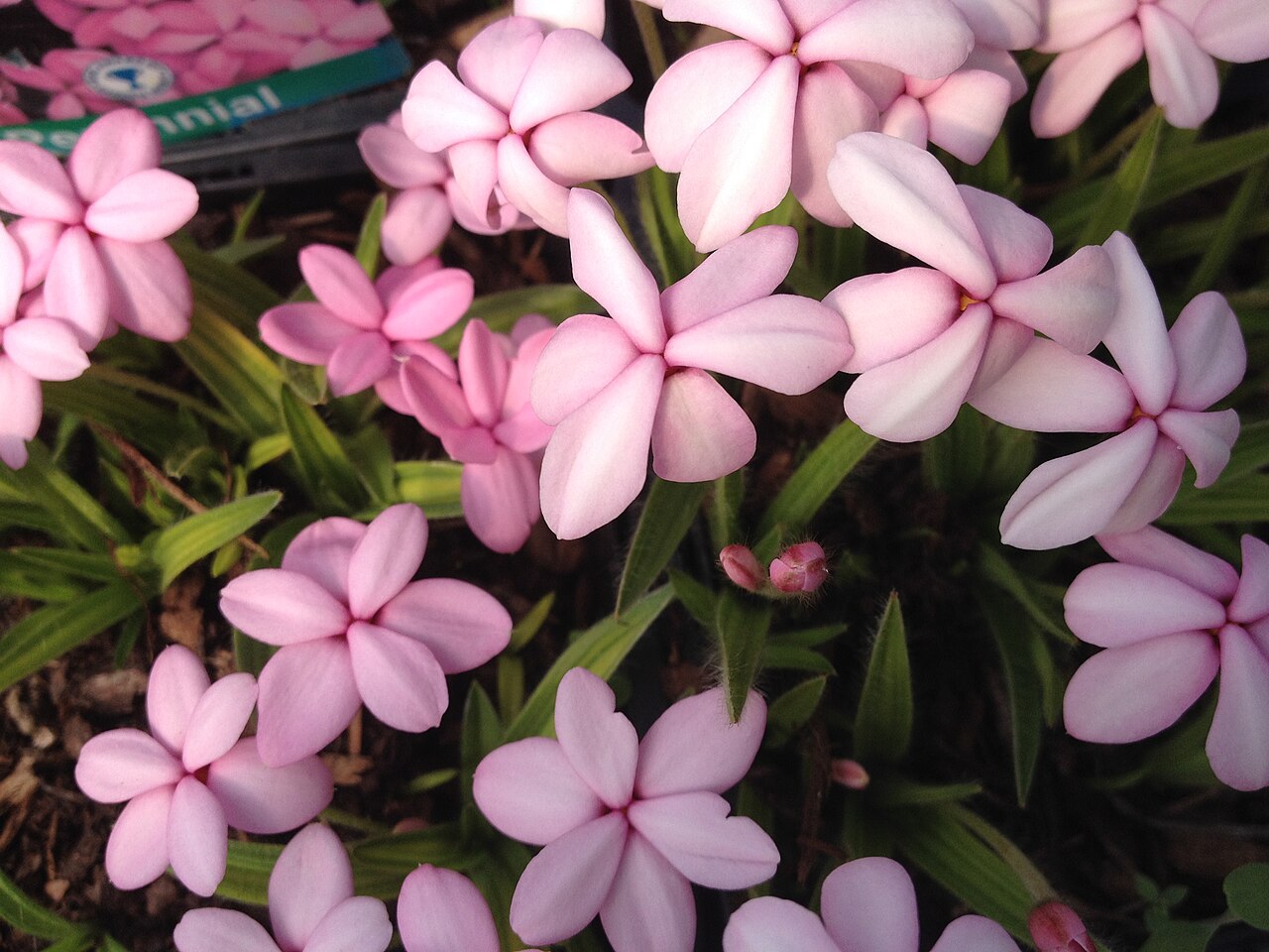 Red star: Rhodohypoxis baurii 'Ruth' at Beth Chatto Gardens in Essex, UK.