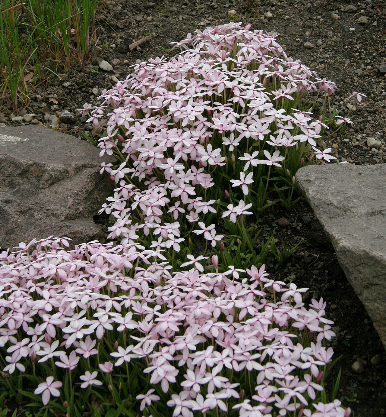 Red star: Rhodohypoxis baurii im Botanischen Garten Dresden