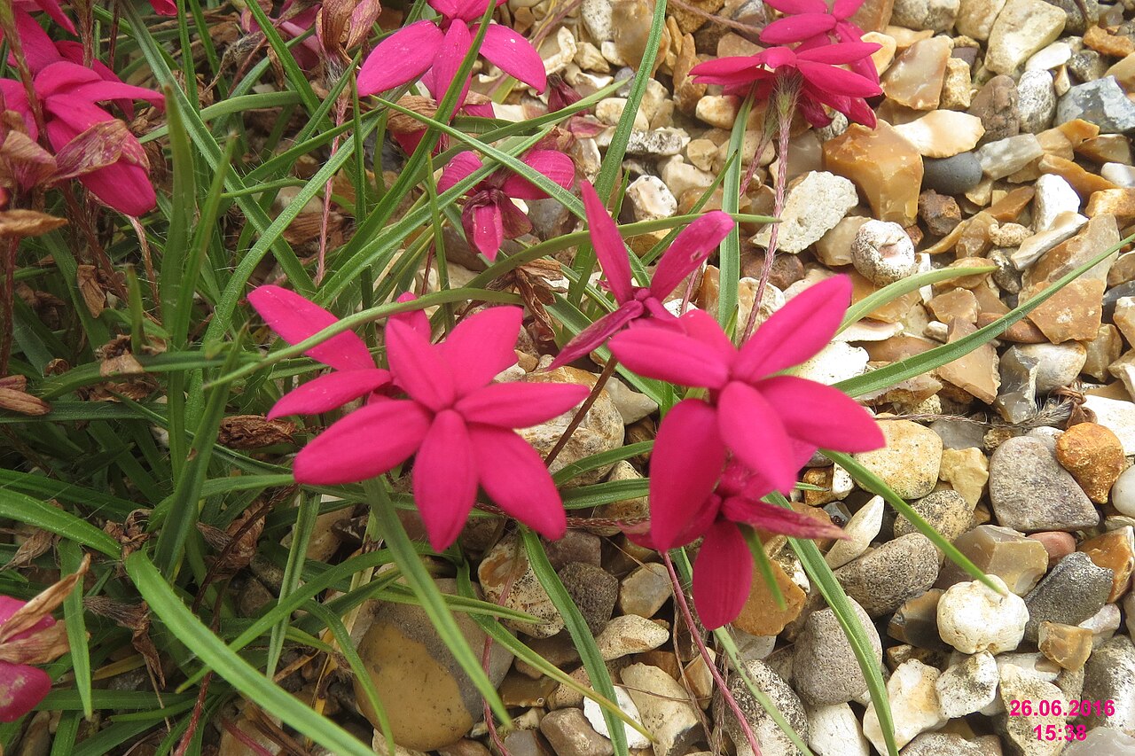 Red star: Rhodohypoxis baurii 'Tetra Rose'
