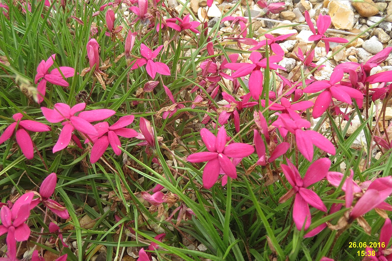 Red star: Rhodohypoxis baurii 'Tetra Rose'