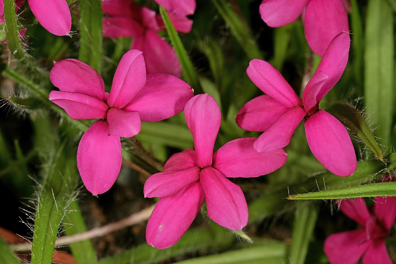 Red star: Hypoxis baurii (= Rhodohypoxis baurii ), flowers; Kirstenbosch National Botanical Garden, Cape Town, Western Cape, South Africa
