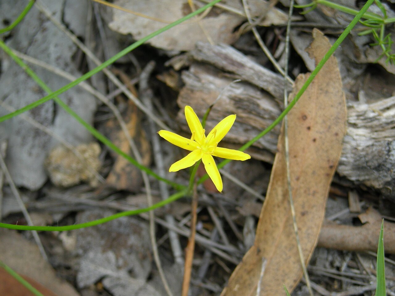 Hypoxis hygrometrica: Flowerheads have 1-3 flowers; each 8-14 mm wide and with 6 golden yellow tepals. Flowering is from late spring to early autumn.